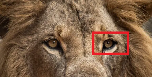 Fotografía de un león no pixelada